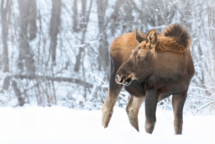 Moose in a Snowy Forest