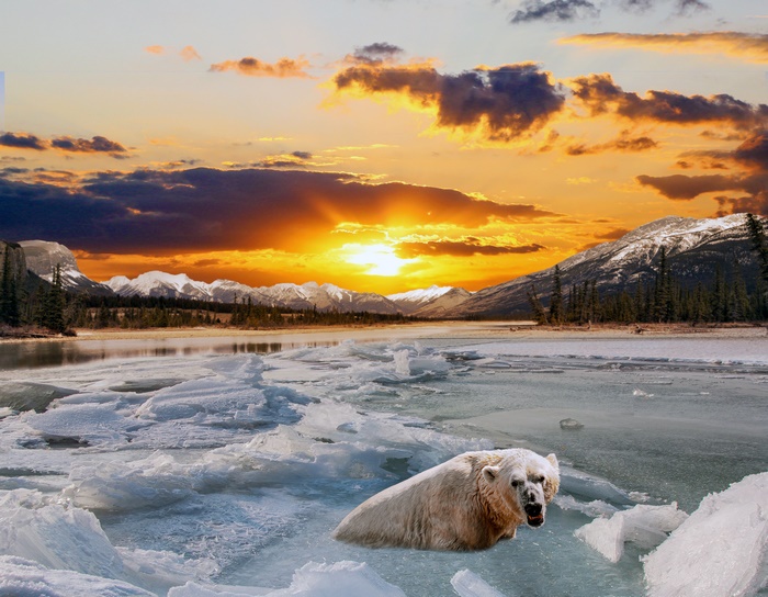 Polar Bear in Ice Floes at Sunset