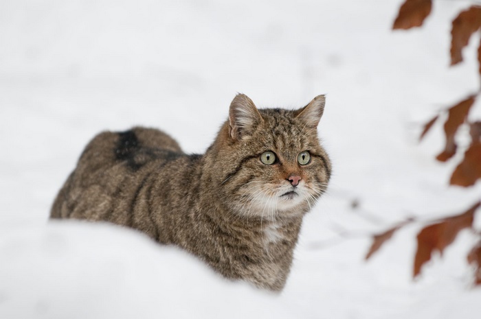 Wildcat in the Snow