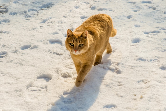 Orange cat walking in the snow