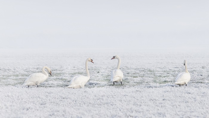 Four Mute Swans in a Frosty Field