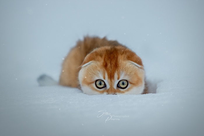 Golden Scottish Fold kitten in snow