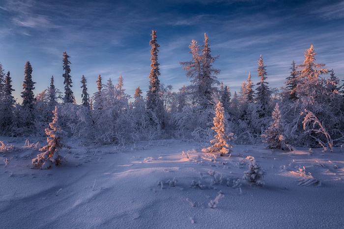 Snow covered spruce forest at sunrise