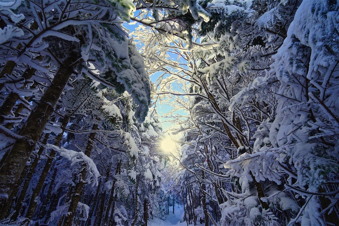 Winter forest with snow-covered trees and sunlight