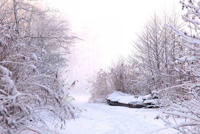 Winter scene with snow-covered trees, reeds, and a boat