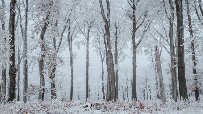 Winter forest with frost on trees