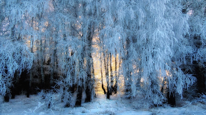 Winter forest with trees covered in frost