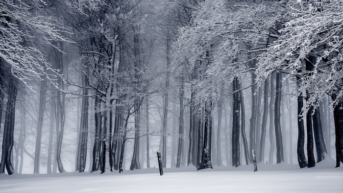 Snow covered trees in a winter forest