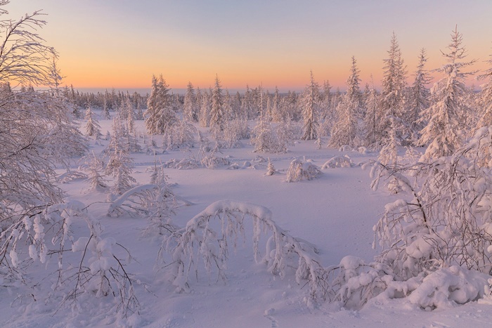 Snowy forest at dawn with fir trees