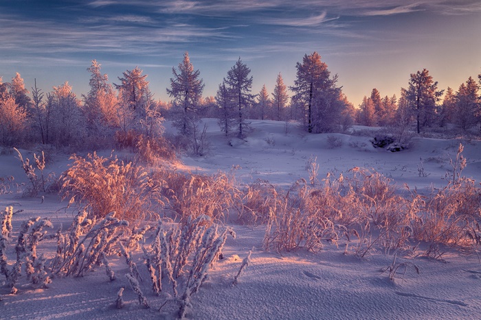 Winter landscape with snow-covered trees and grass