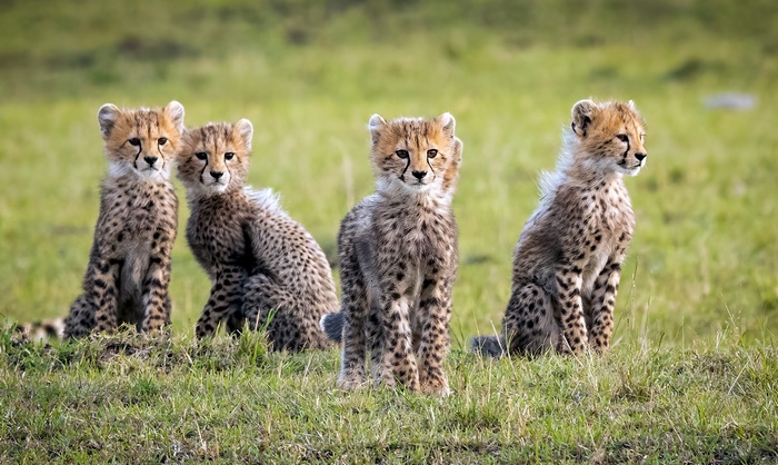 Four Cheetah Cubs Sitting in Grassy Field