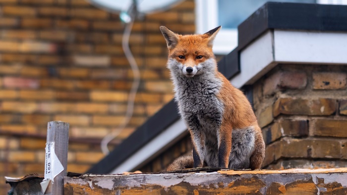 Fox sitting on a rooftop