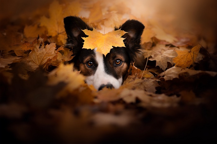 Dog peeking from autumn leaves with maple leaf crown