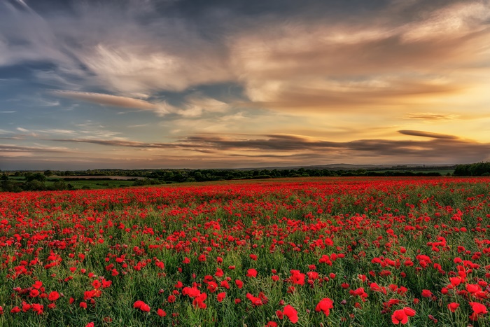 Field of Red Poppies at Sunset