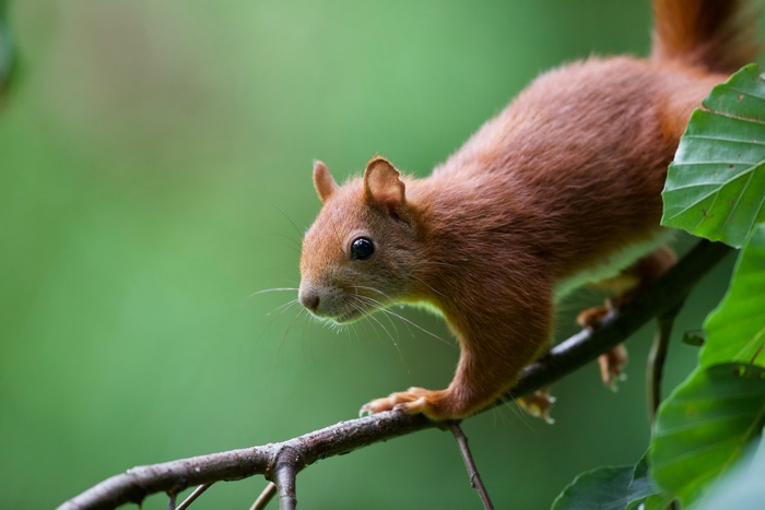 Red Squirrel on a Branch 4K