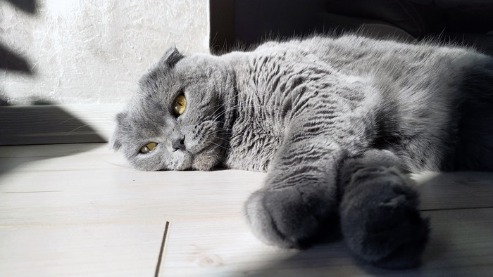 Scottish Fold Cat Lying in Sunlight