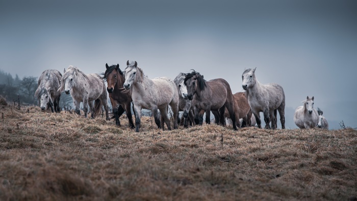 Herd of horses on a hill