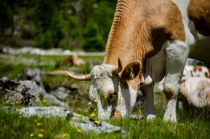 Cow grazing in a field