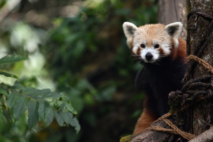 Red Panda in a Tree