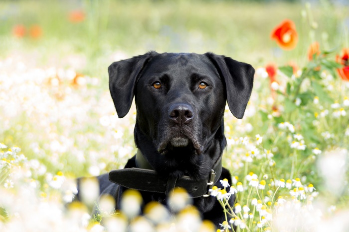Black Labrador Retriever in a field of flowers