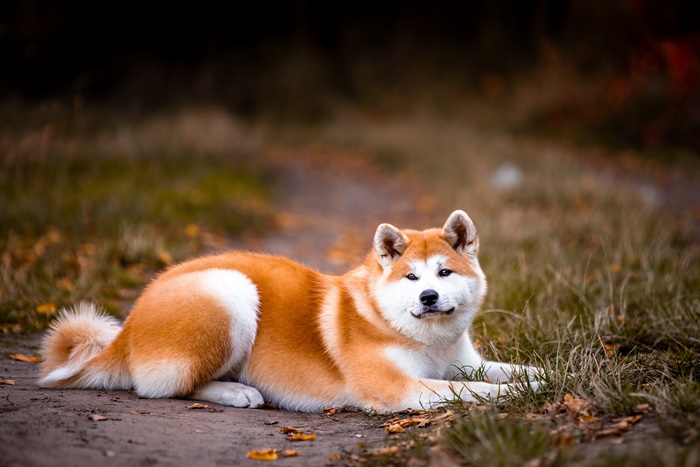 Akita dog lying on a path