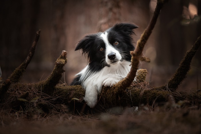 Border Collie dog resting on mossy branches in forest
