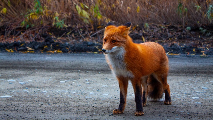 A red fox stands on a dirt road