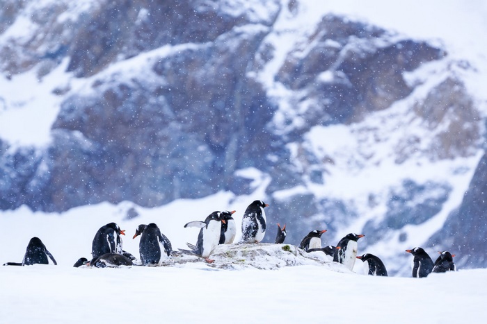 Penguins in a Snowy Landscape