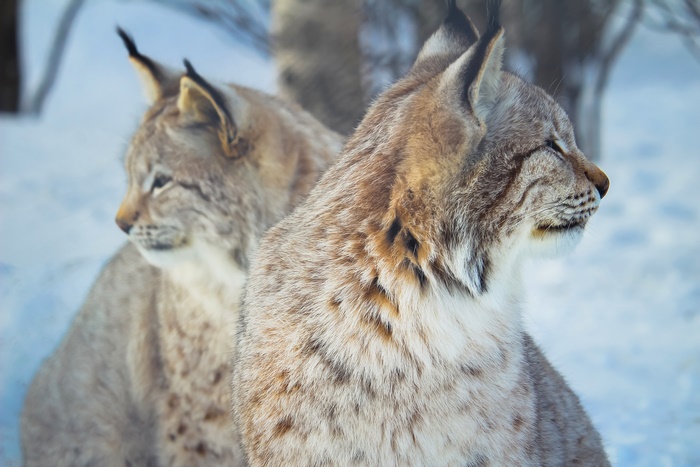 Two lynx in the snow