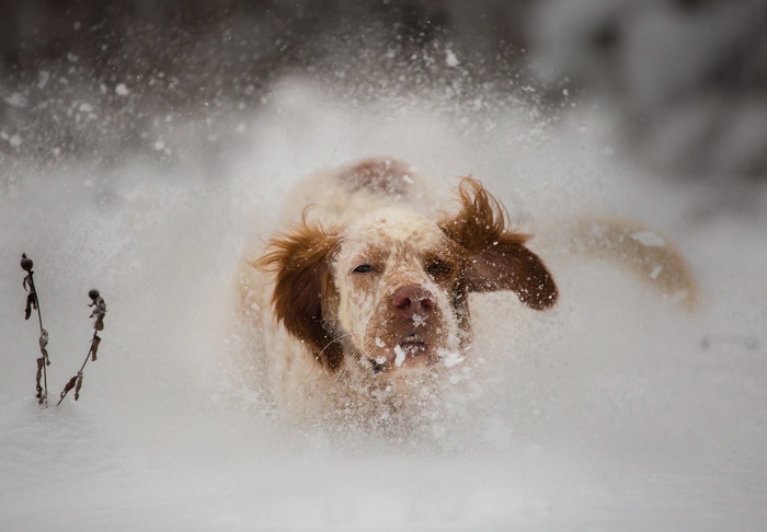 Dog running through snow