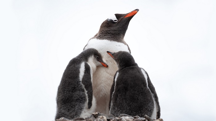 Adult Gentoo Penguin with Two Chicks