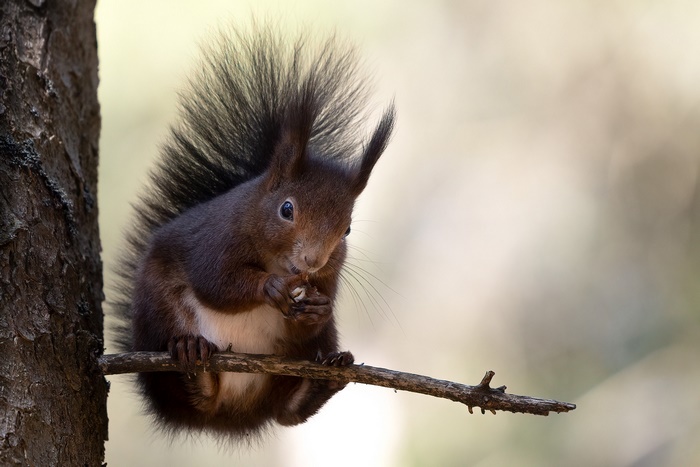 Red squirrel eating on a tree branch