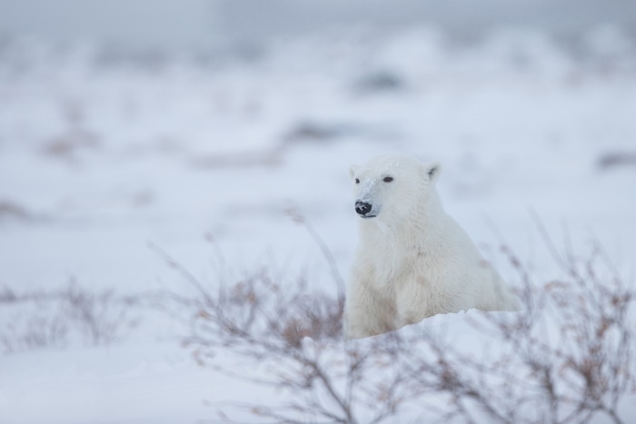 Polar bear sitting in the snow