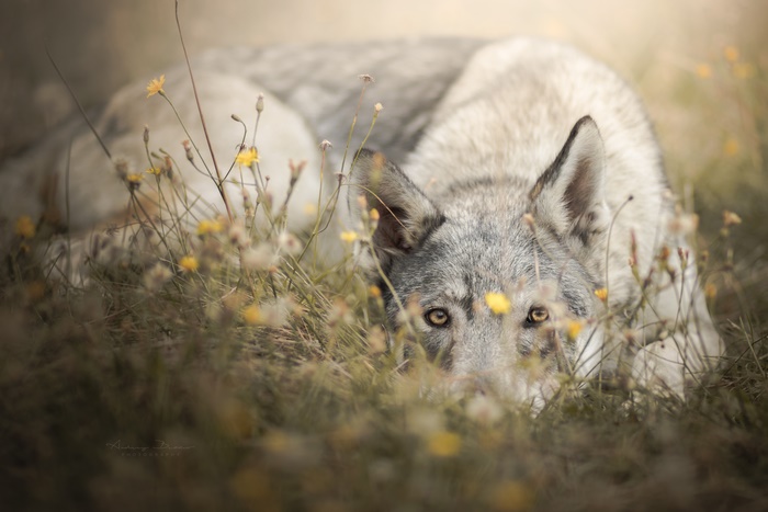 Czechoslovakian Wolfdog lying in grass with flowers