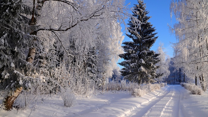 Snowy forest path with frost-covered trees
