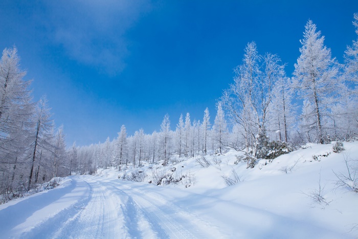 Snowy forest road with frost-covered trees
