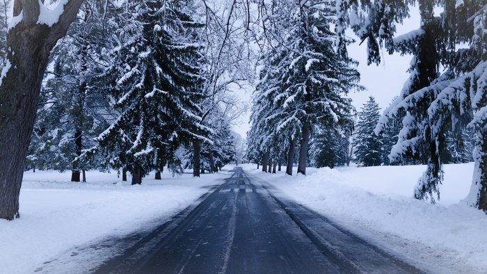 Snow covered road lined with spruce trees