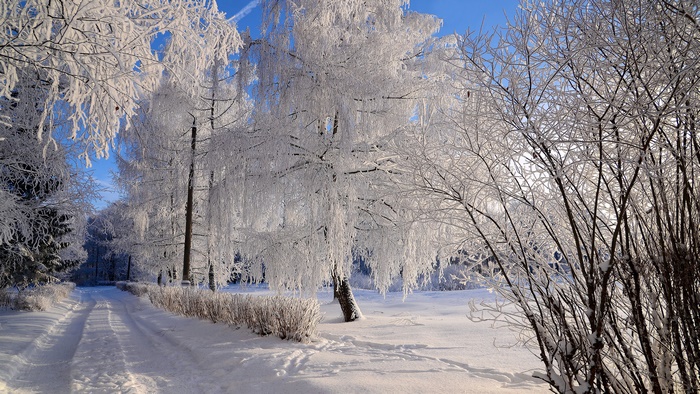 Winter Snowy Forest Road in