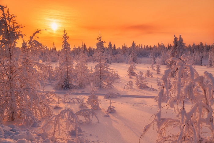 Winter forest at sunset with snow-covered trees