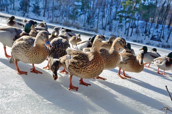 Flock of Ducks on Ice in Winter