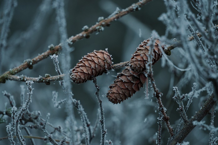 Pine cones on a frosted branch in winter