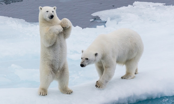 Polar Bears on Ice Floe