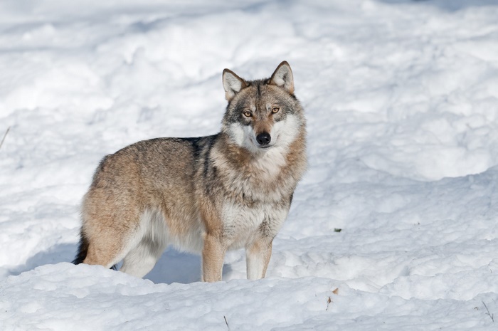 Wolf in a Snowy Winter Landscape