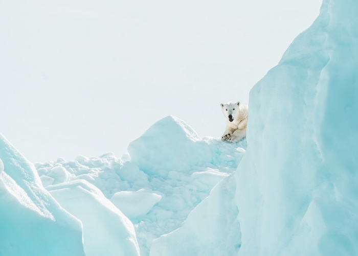 Polar Bear on Iceberg 4K