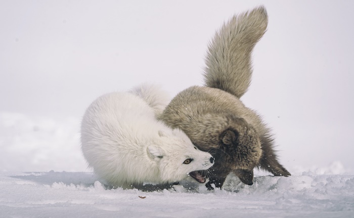 Two Arctic Foxes Play Fighting in the Snow
