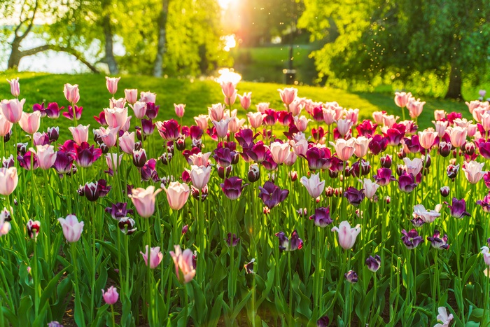 Field of Pink and Purple Tulips in Sunlight