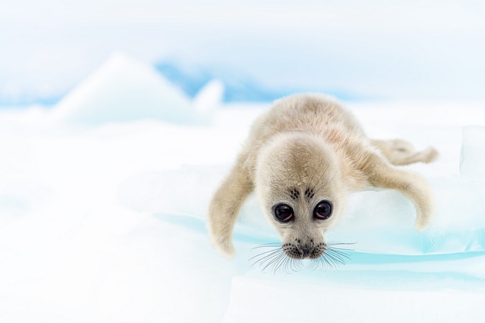 Baby Harp Seal on Ice