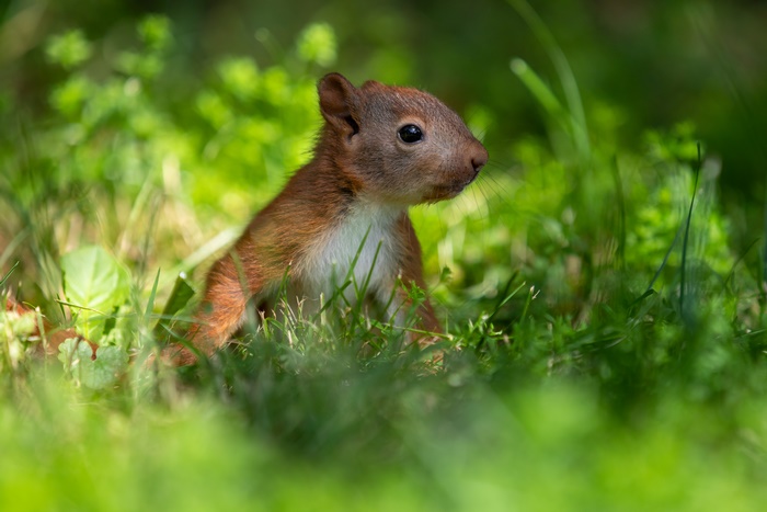 Squirrel in green grass