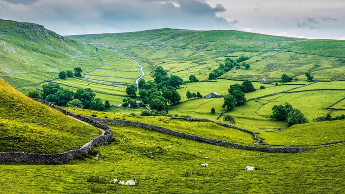 Sheep grazing in a green hilly landscape with stone fences