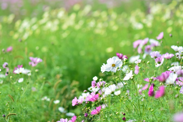 Cosmos 4K, White Flower, Meadow, Flower, Pink Flower, HD Wallpaper ...